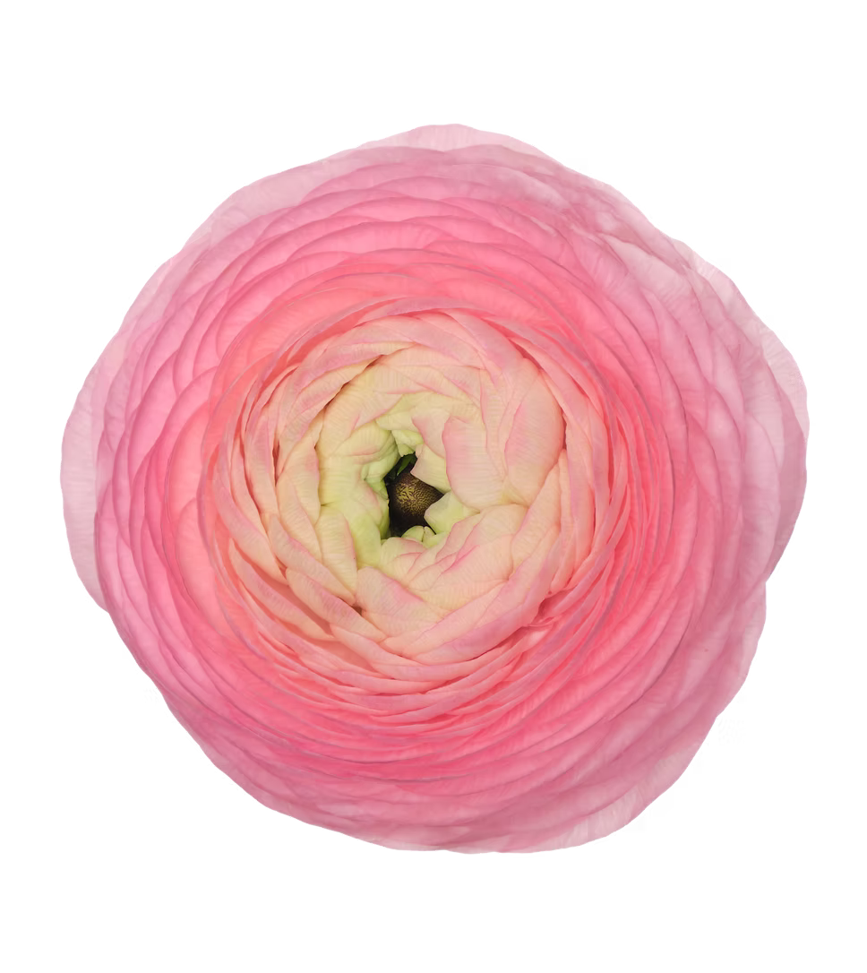 Ranunculus Coral