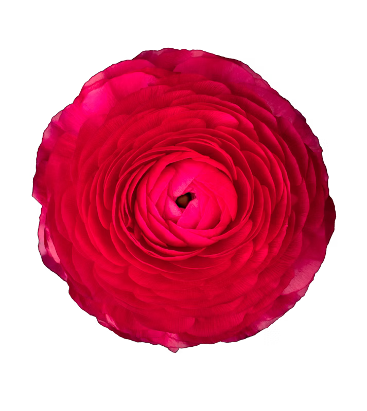 Ranunculus Hot Pink