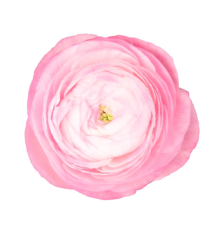 Ranunculus Light Pink