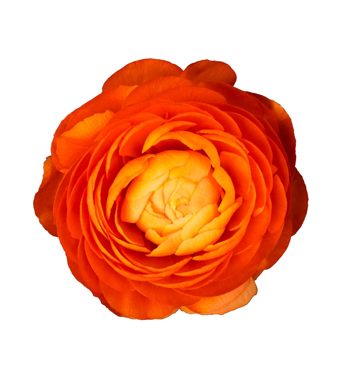 Ranunculus Orange