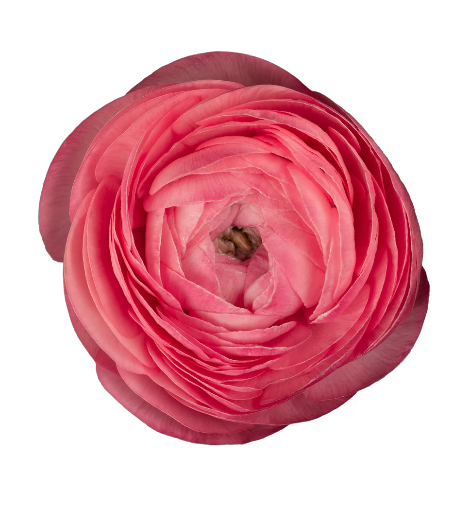Ranunculus Pastello