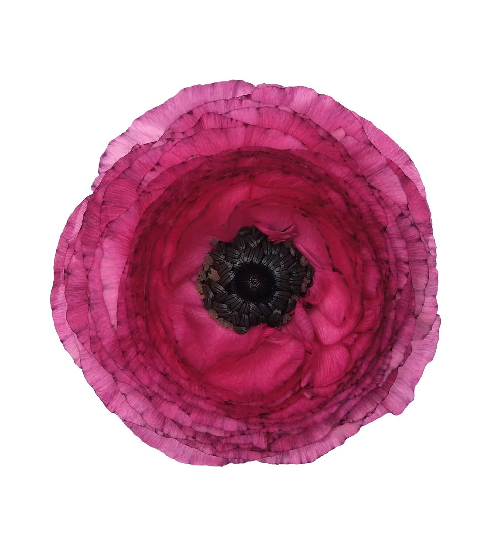 Ranunculus Pastello Striato