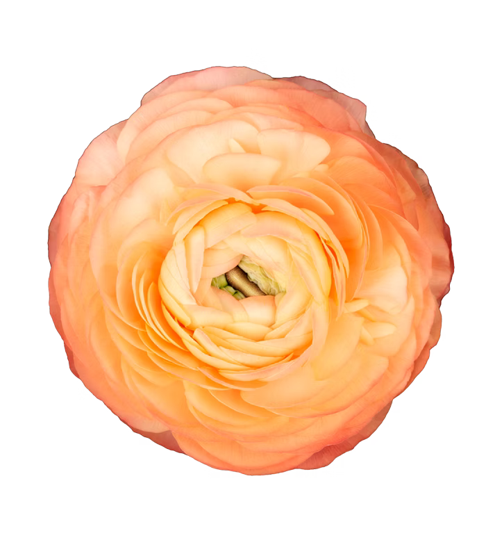 Ranunculus Peach