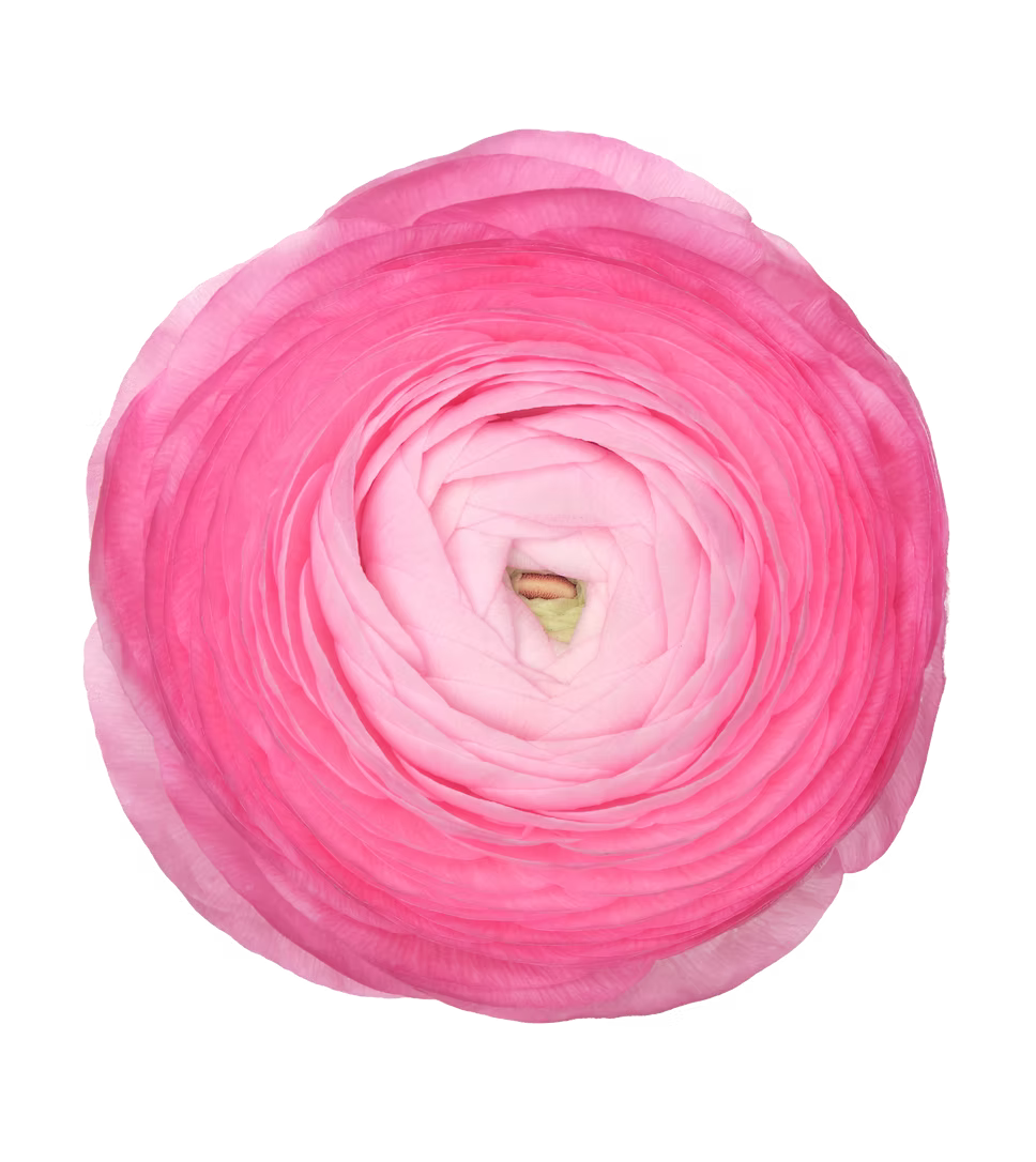 Ranunculus Pink