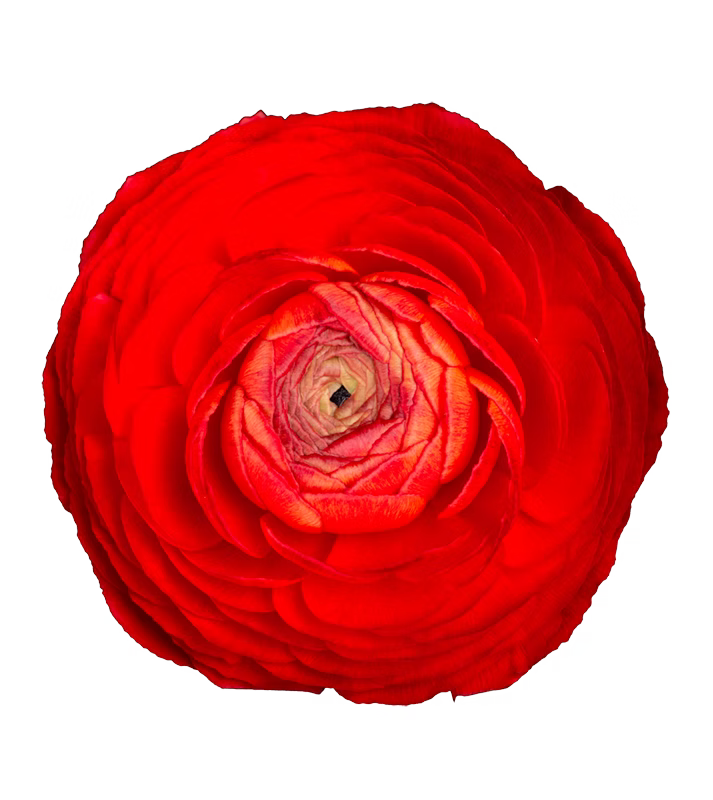 Ranunculus Red