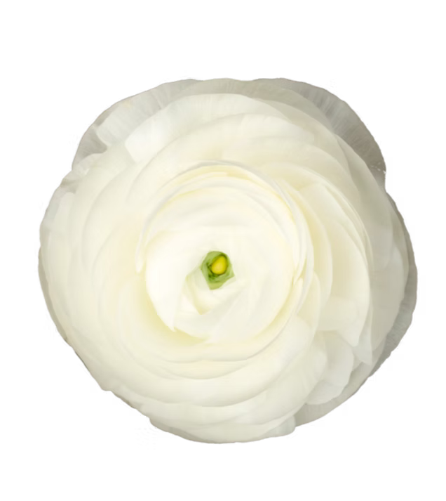 Ranunculus White