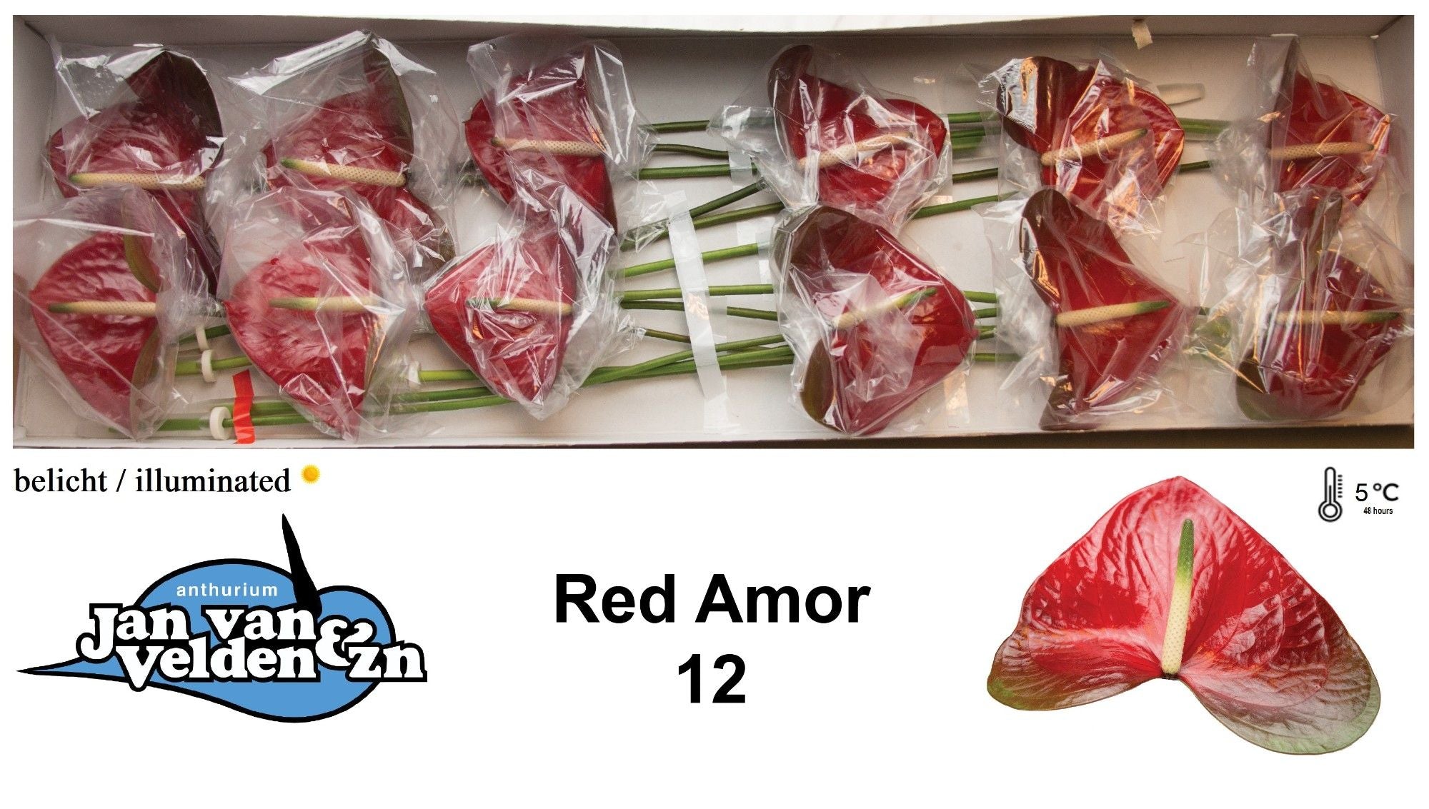 Red Amor