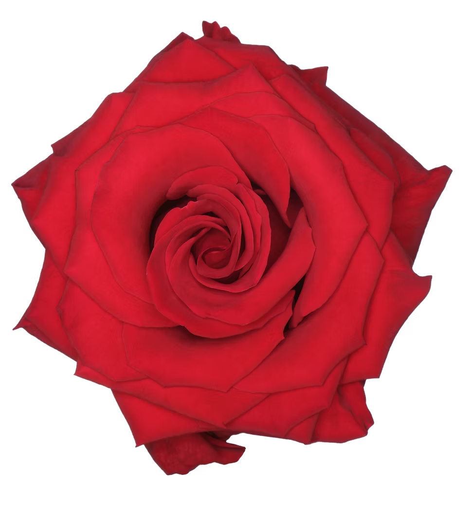 Redvolution