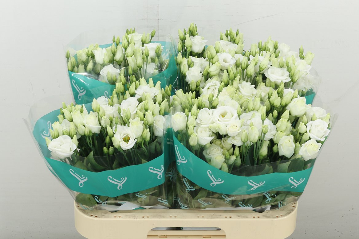 Rosi White