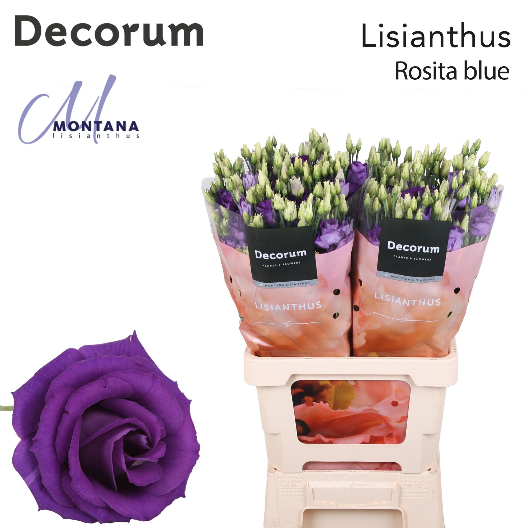Rosita Blue