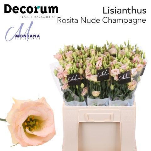 Rosita Nude Champagne