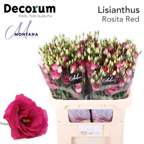 Rosita Red