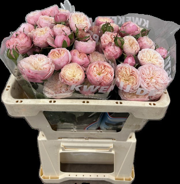 Royal Blush