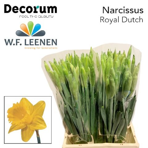 Royal Dutch