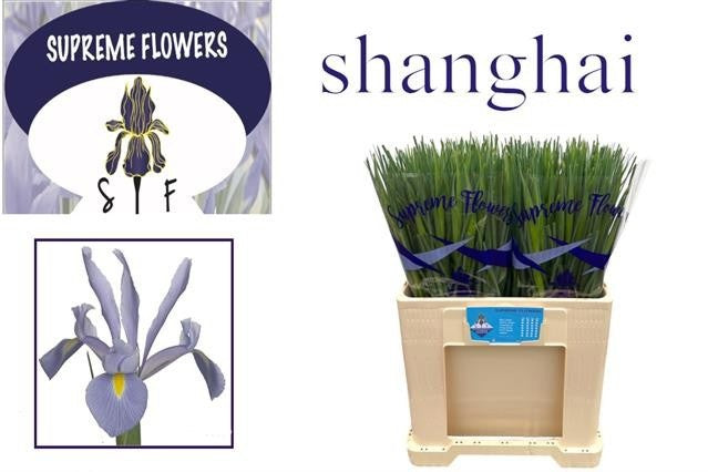 Shanghai