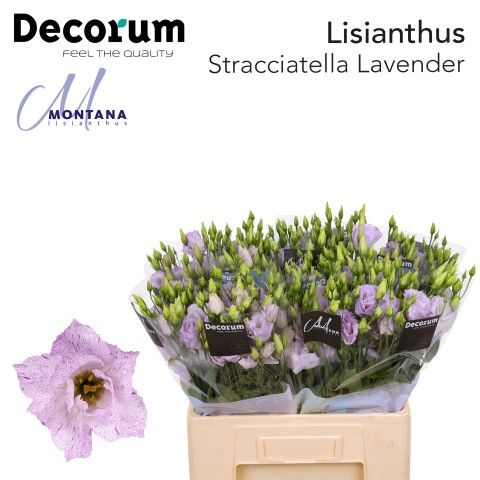Stracciatella Lavender