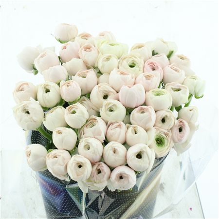 Su Sr Hanoi Extra