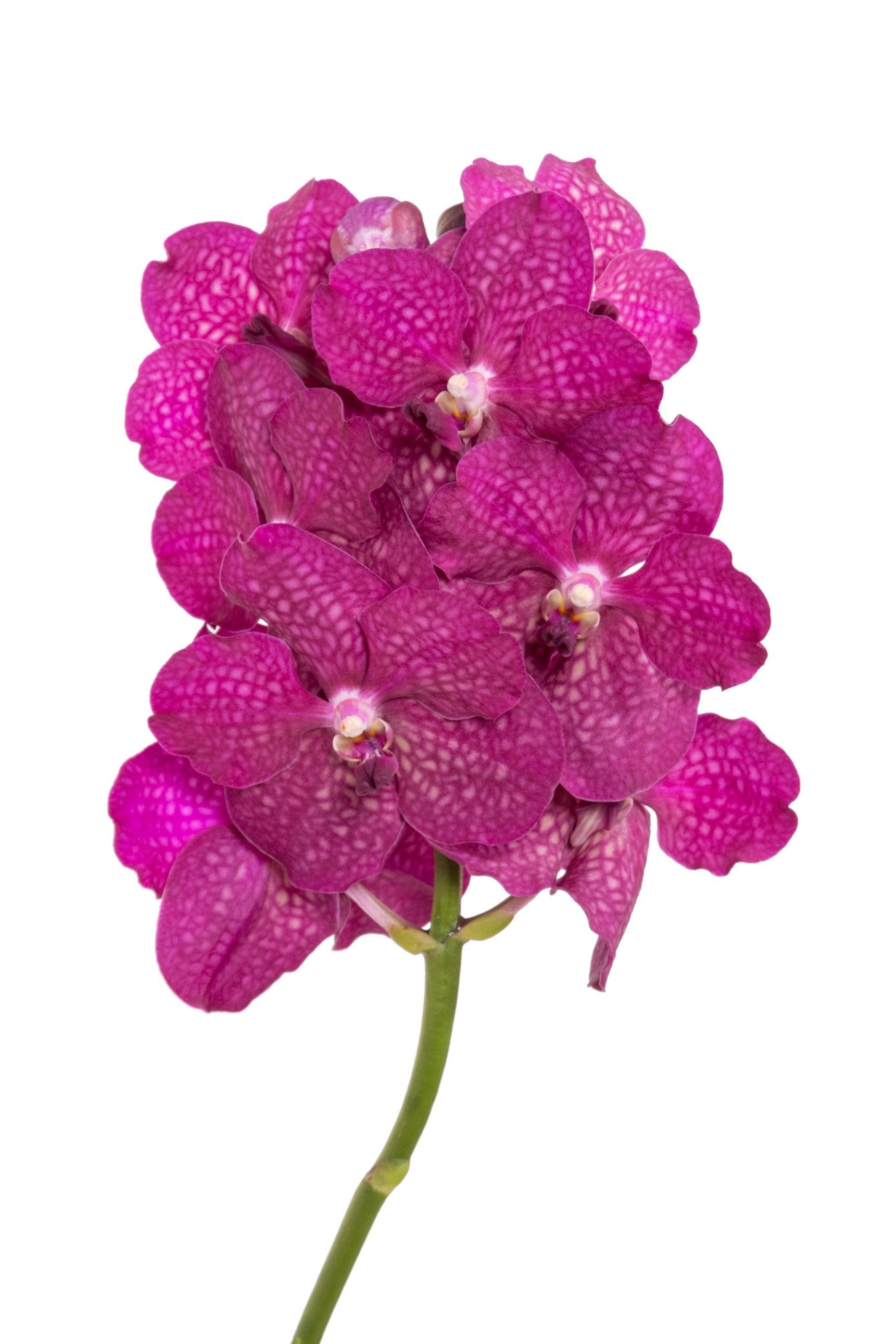 Sumathi Magic Fuchsia