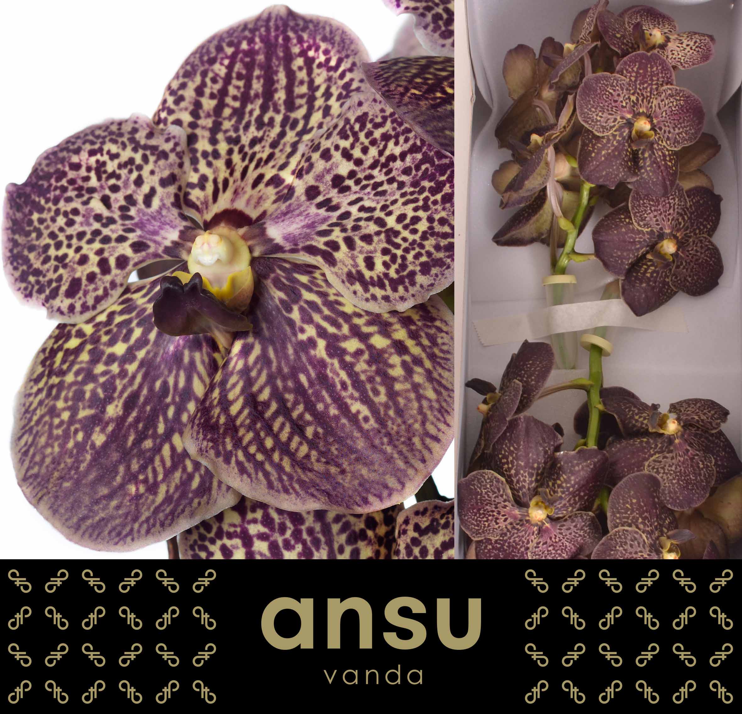 Sunanda Chocolate Brown