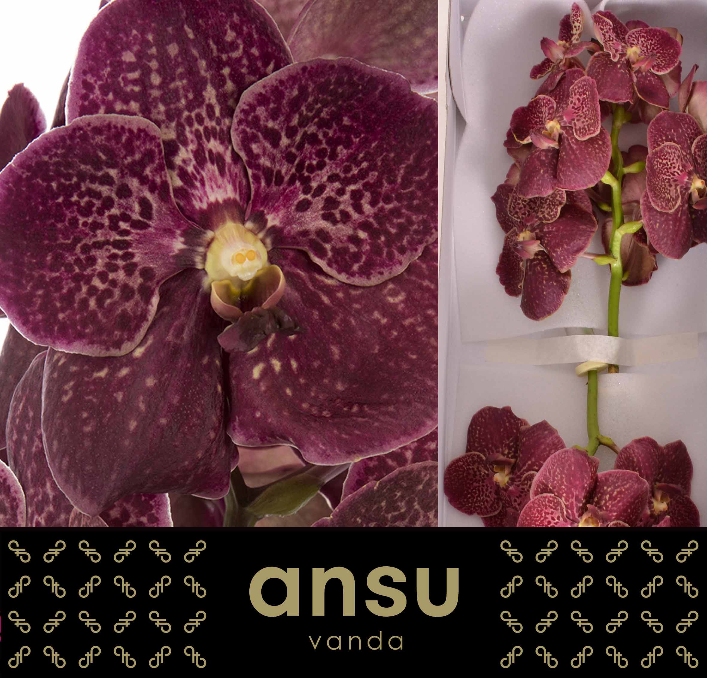Sunanda Chocolate Red