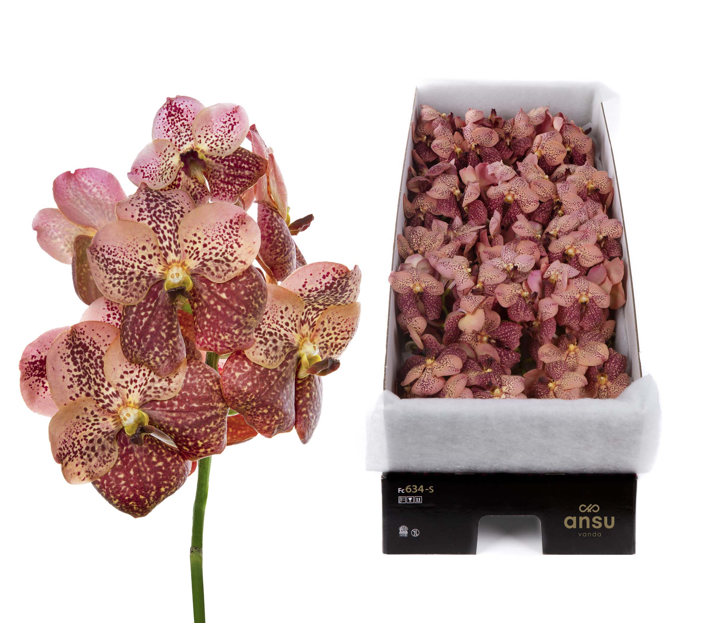 Sunanda Leopard Coral X16