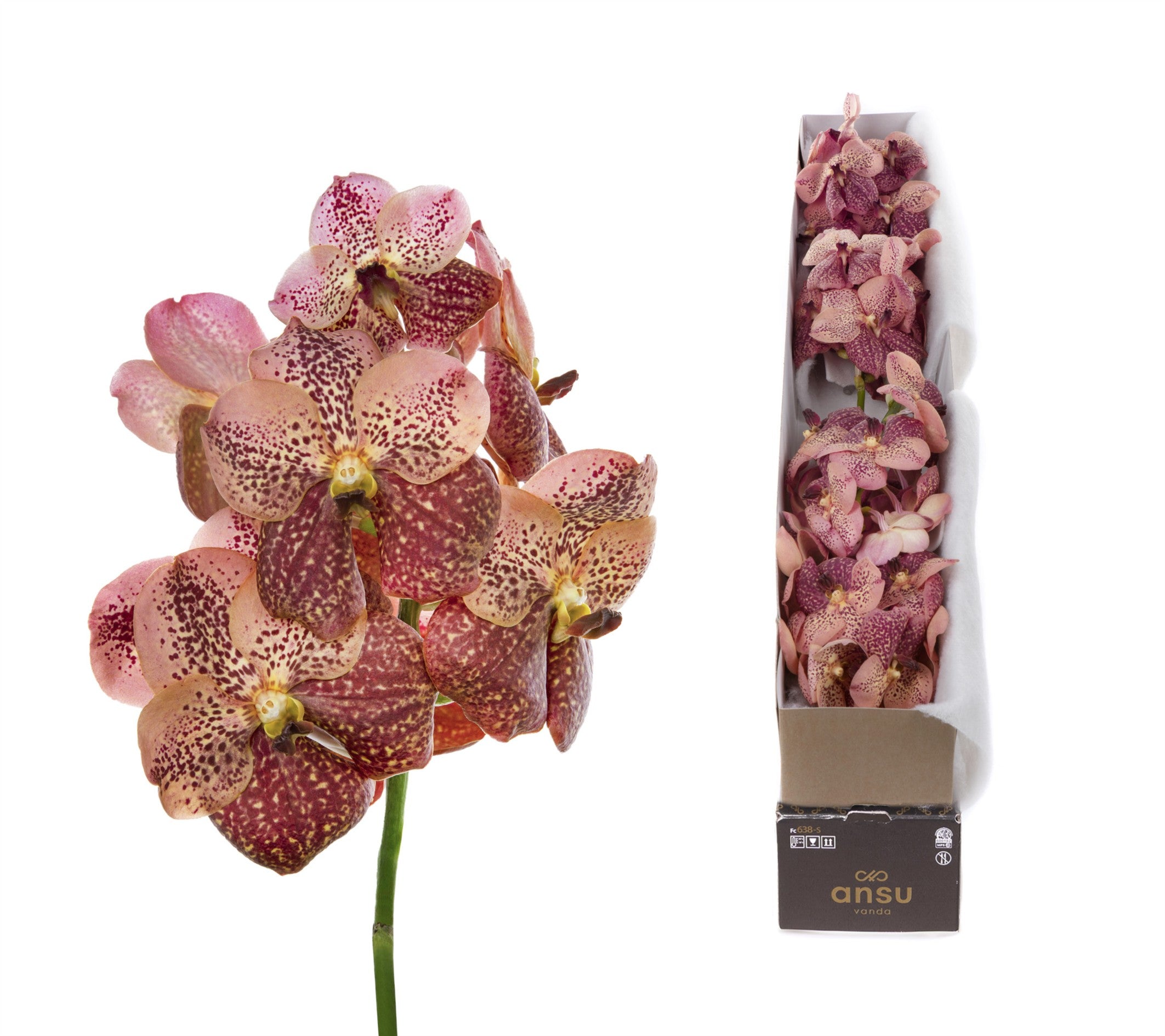 Sunanda Leopard Coral X4