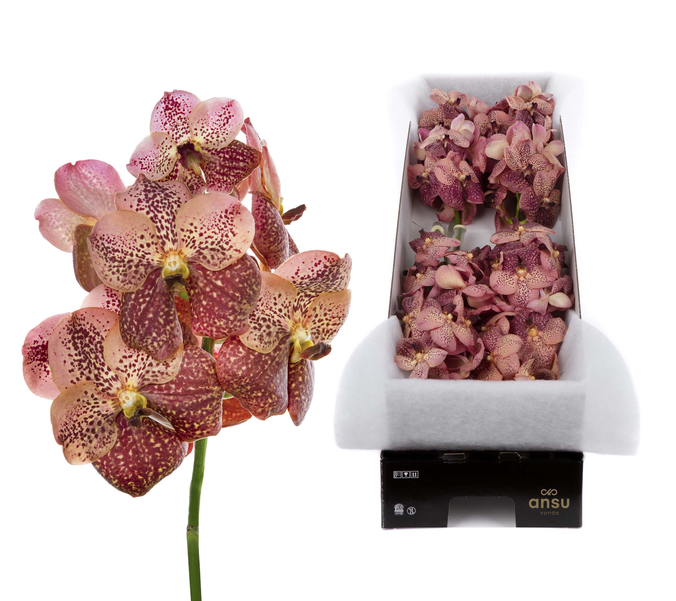 Sunanda Leopard Coral X8