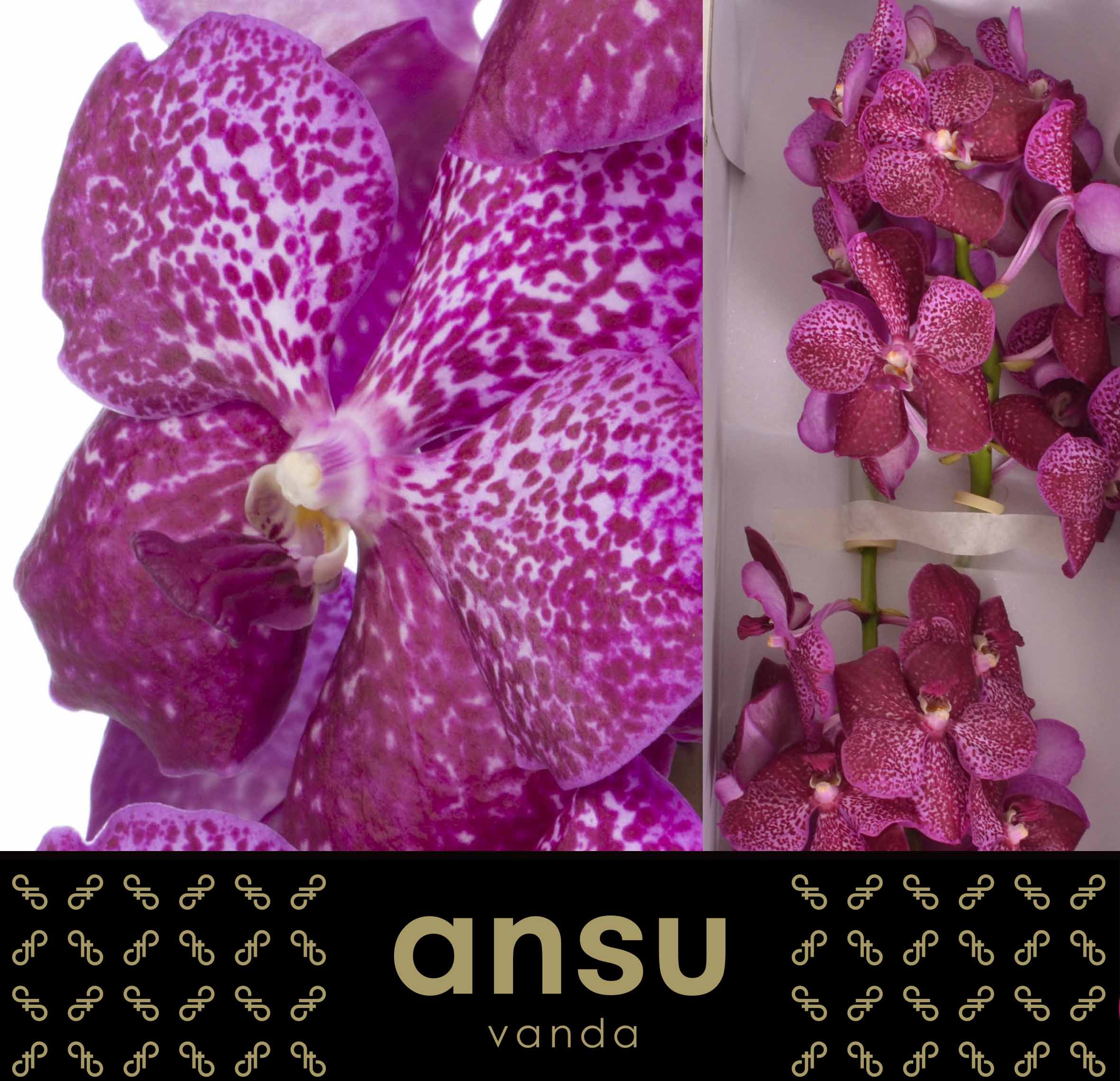 Sunanda Magenta Glitter