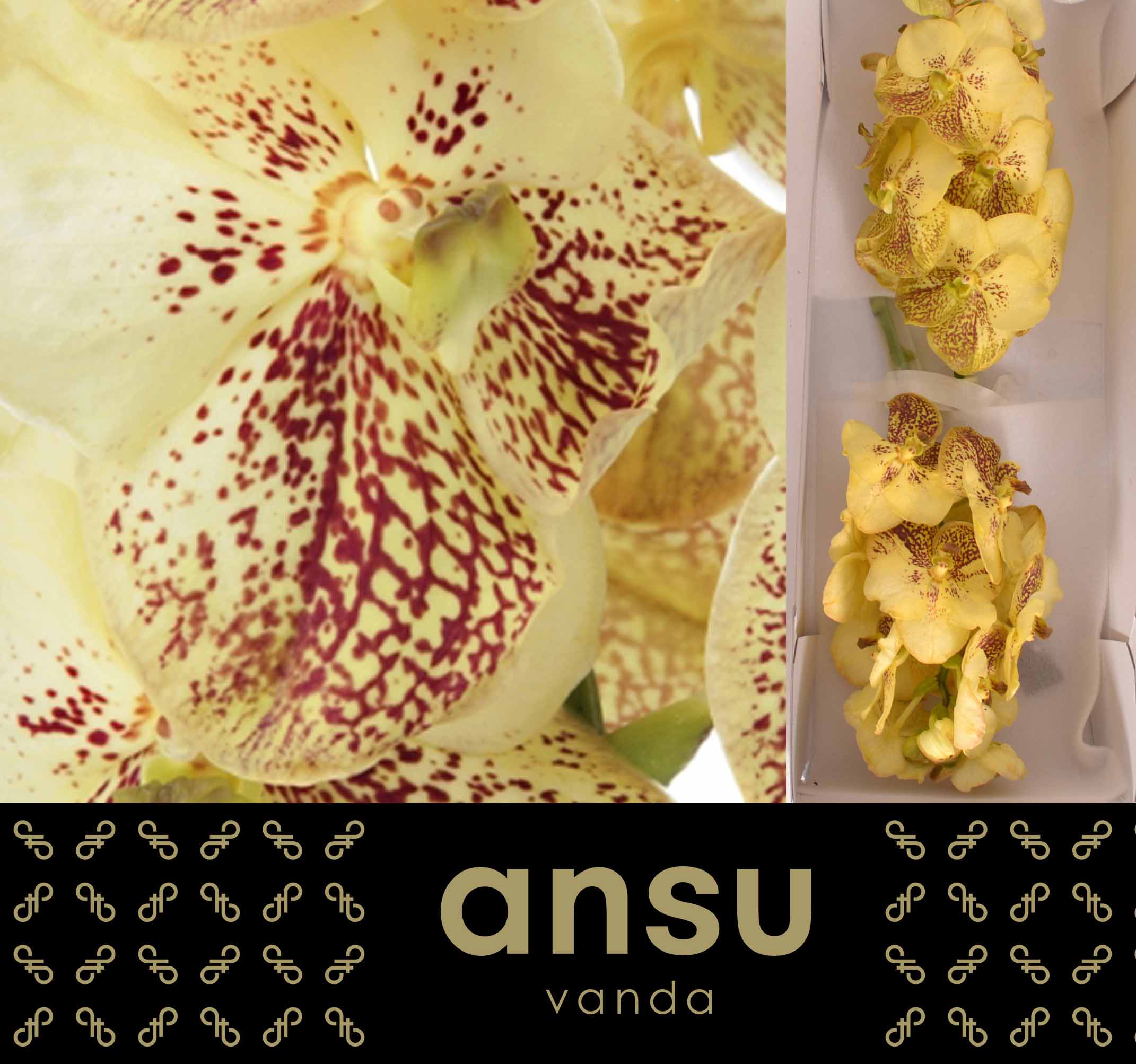 Sunanda Yellow Henna