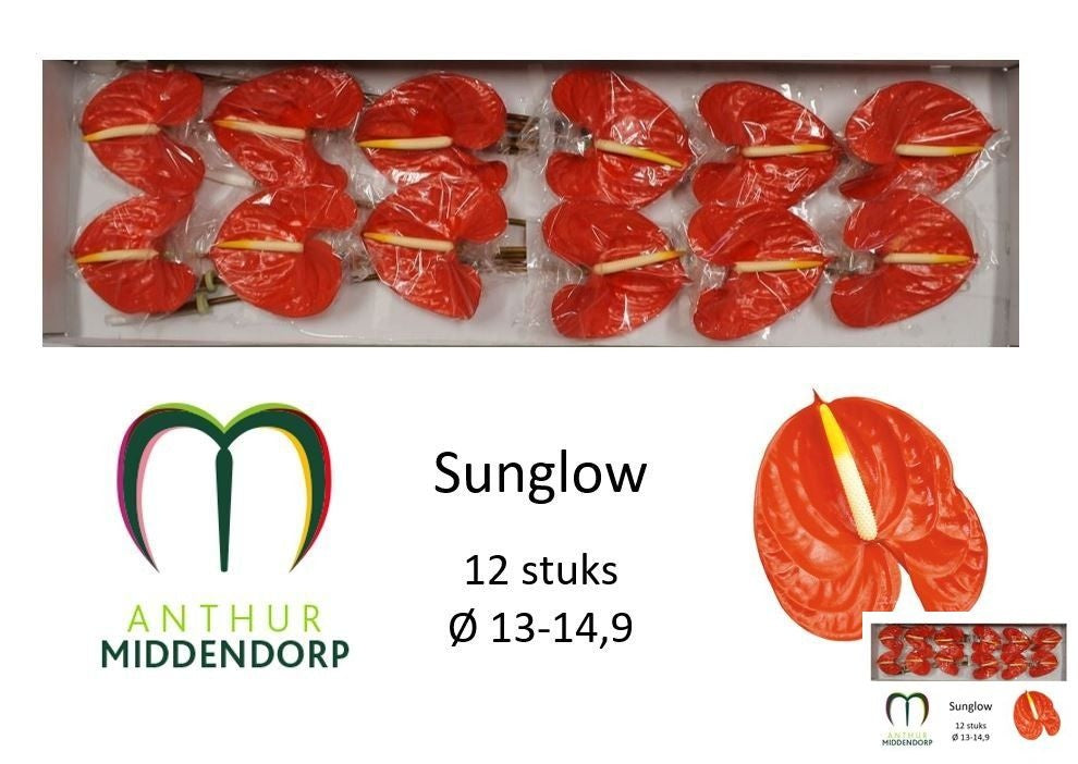 Sunglow