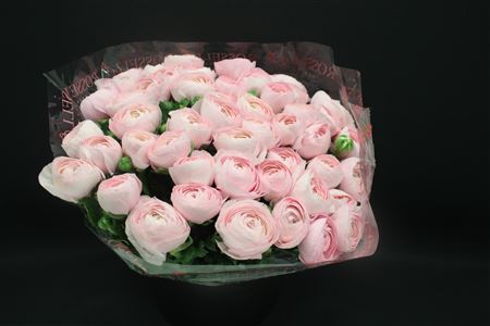 Cloni Ex Lady Hanoi Pink