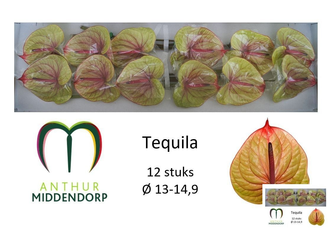 Tequila