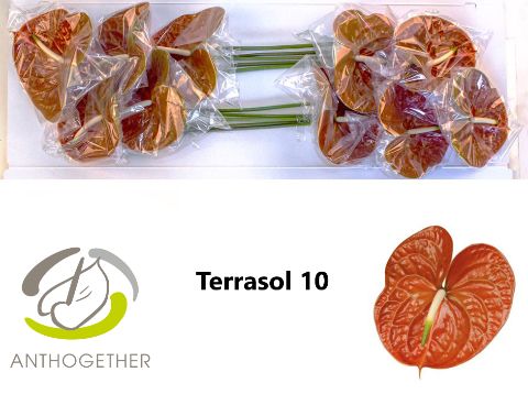 Terrasol