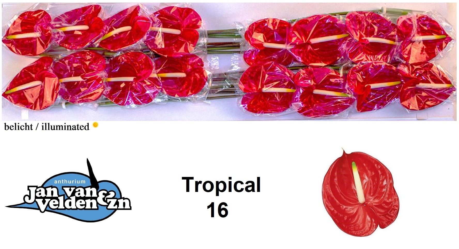 Tropical