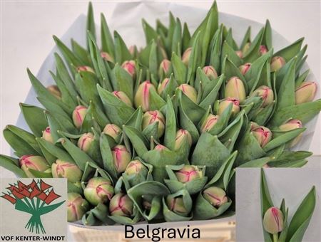 Belgravia