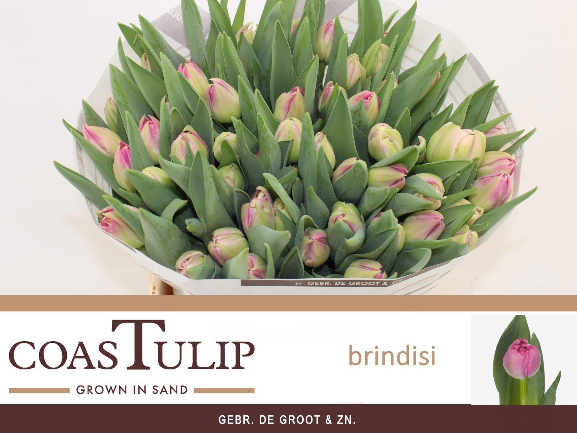 Brindisi