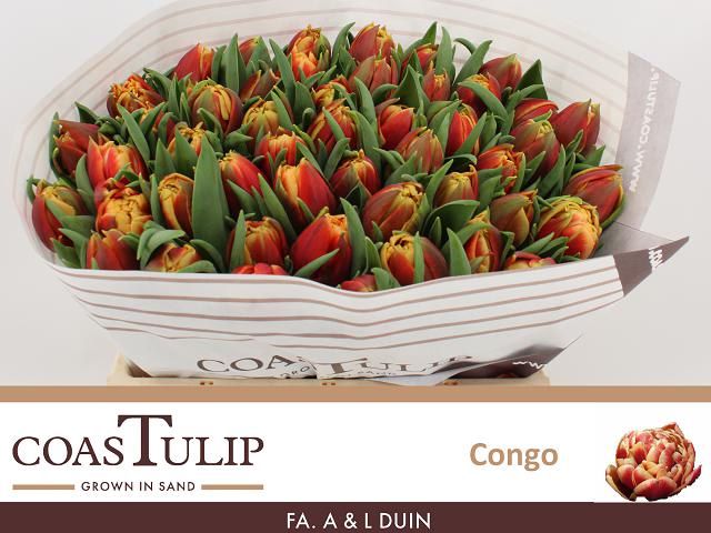 Congo