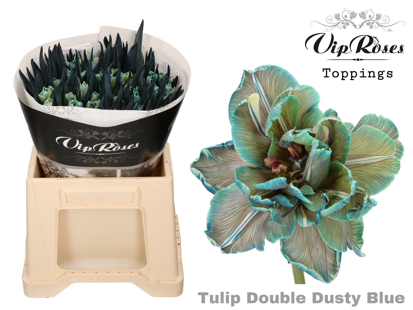 Double Dusty Blue