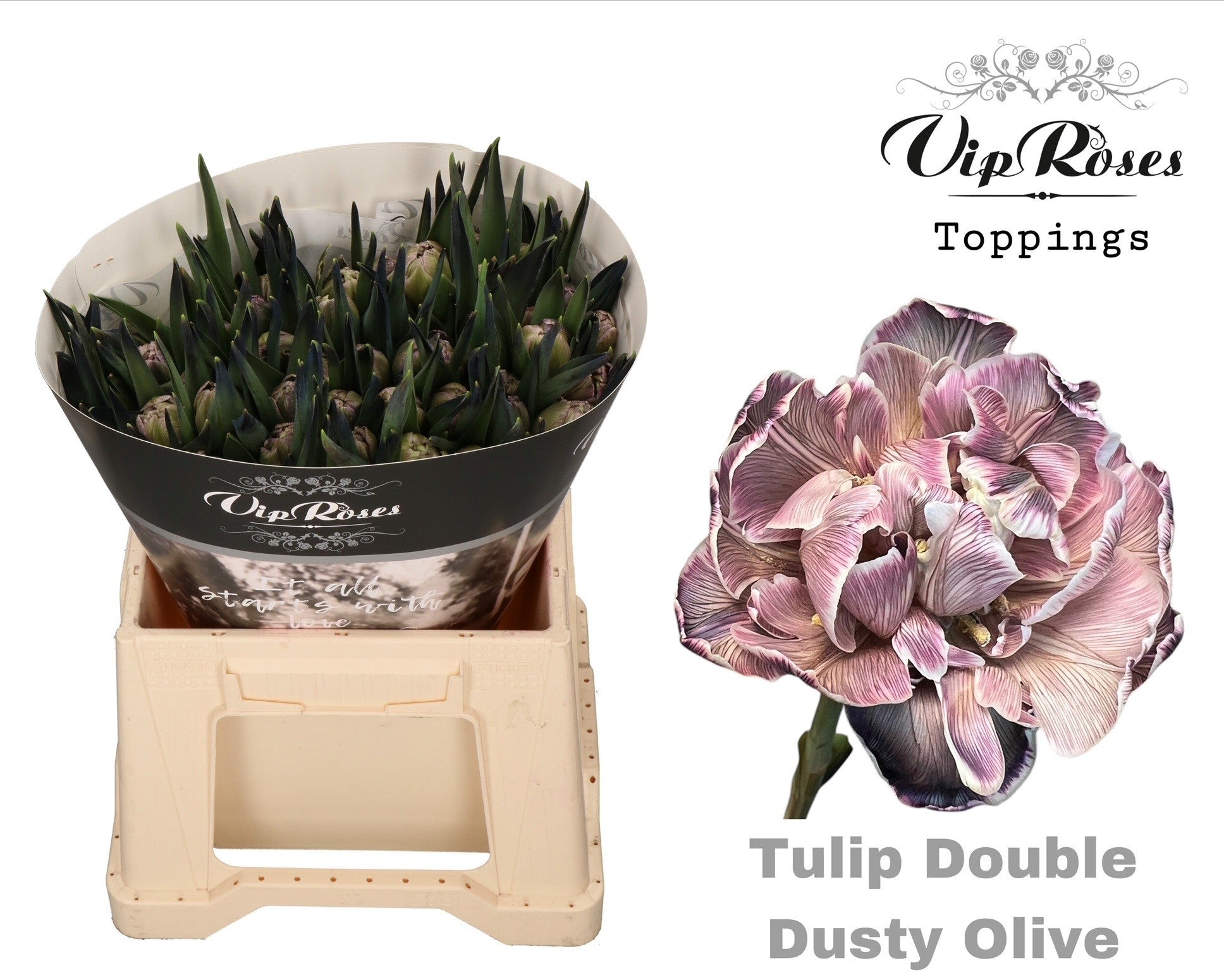 Double Dusty Olive