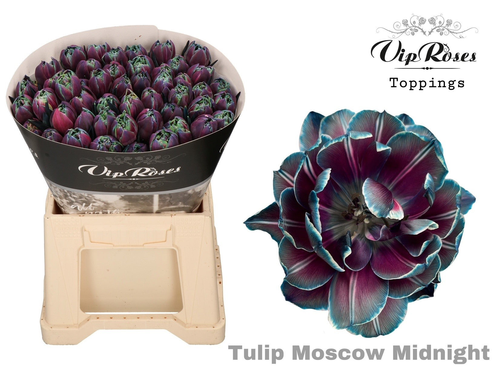 Double Moscow Midnight