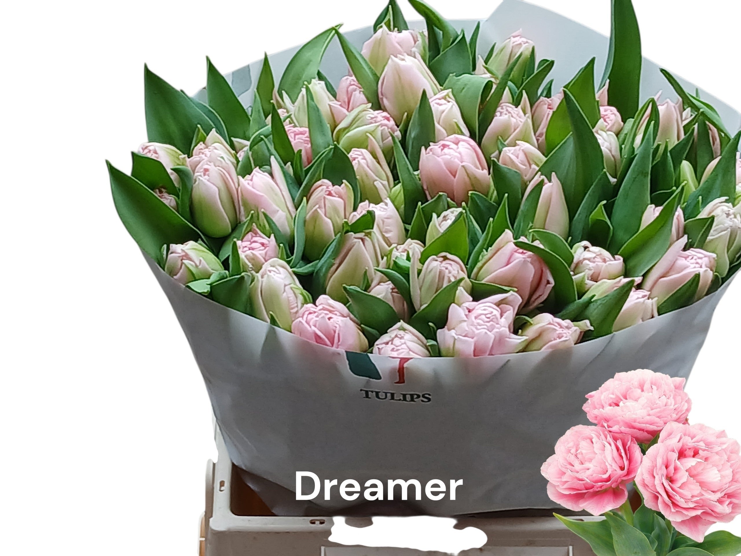 Dreamer
