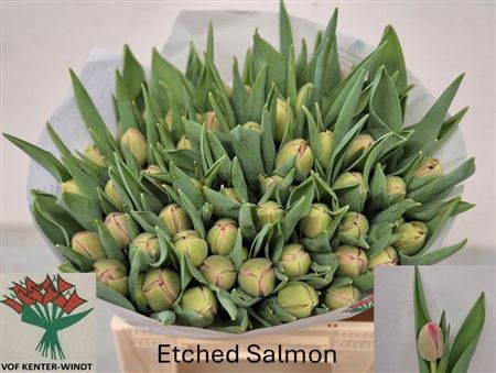 Etched Salmon