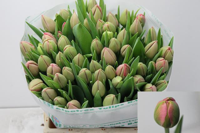 Etched Salmon