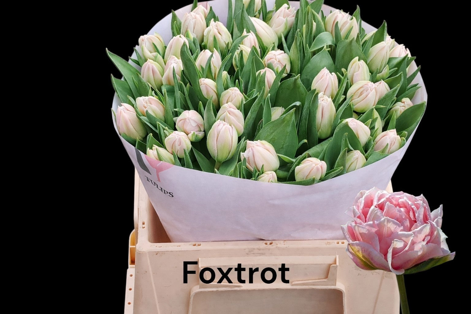 Foxtrot