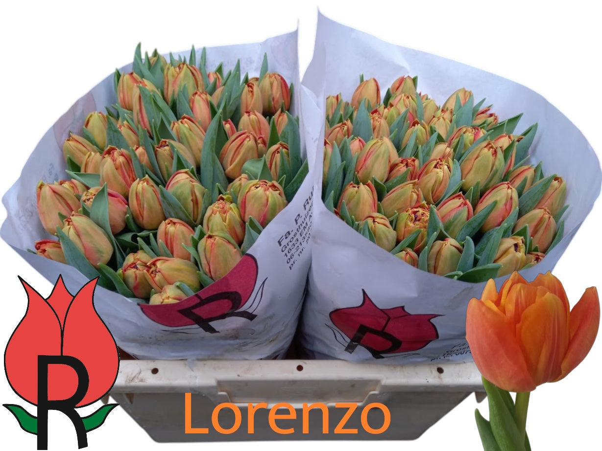 Lorenzo