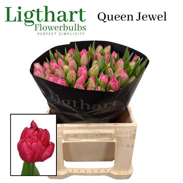 Queen Jewel