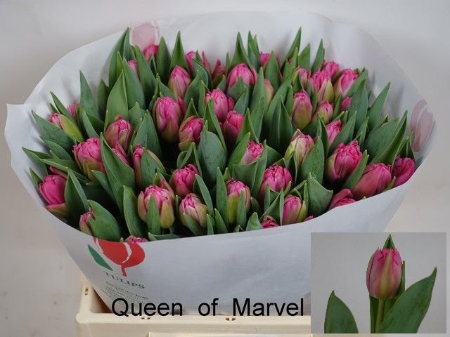 Queen Of Marve