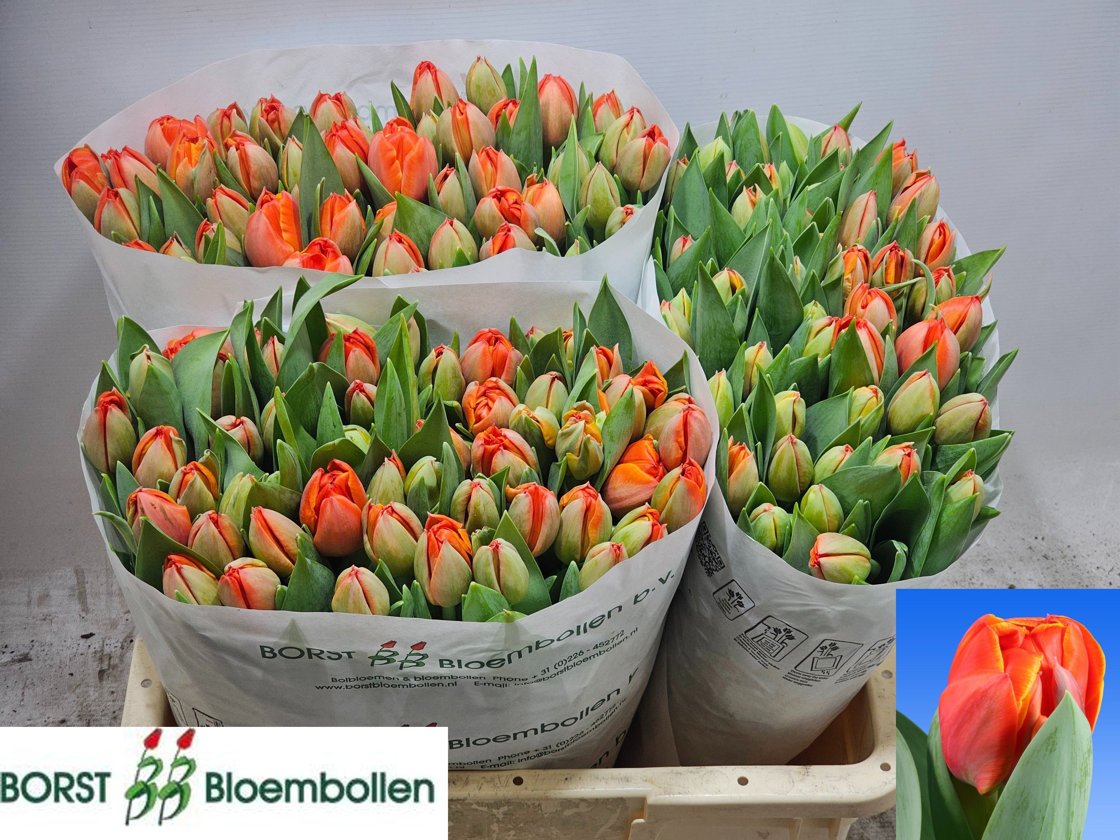 Queensday