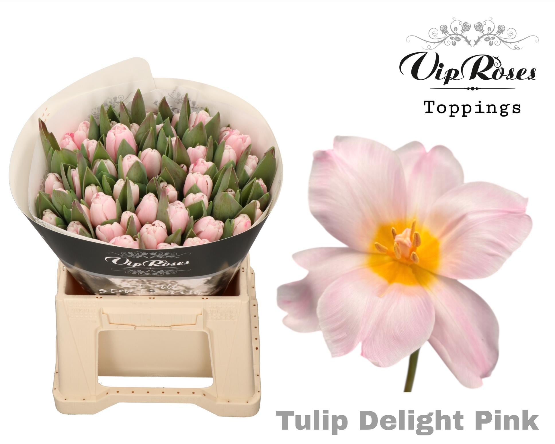 Delight Pink