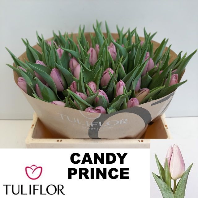 Candy Prince